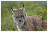 Canada Lynx Portrait, North America-Paper Art-62,,X42,,