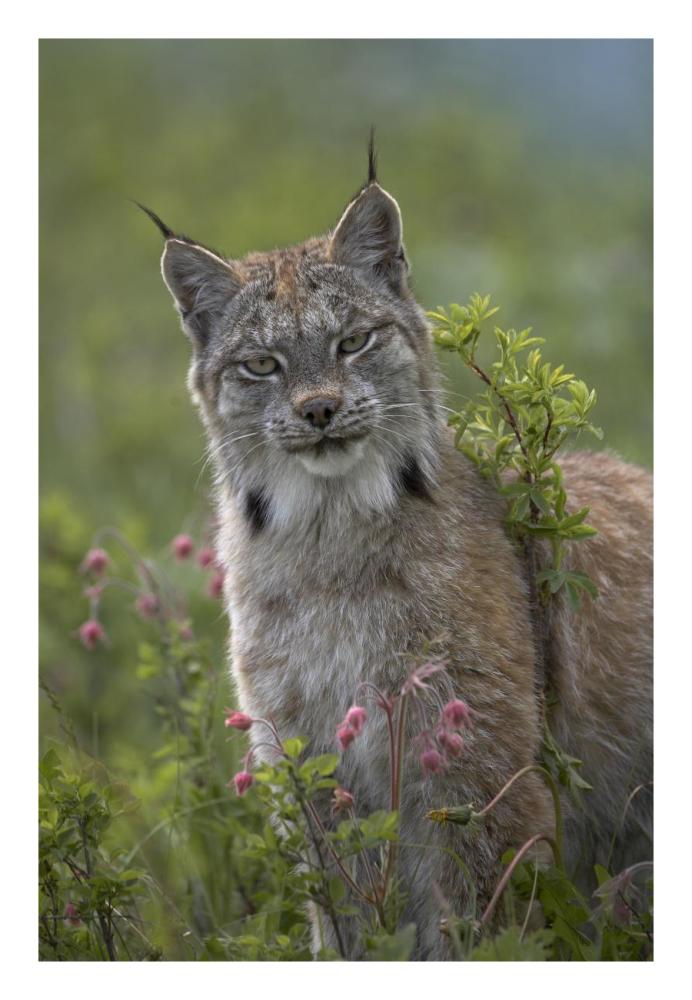Canada Lynx Portrait, North America-Paper Art-18,,X26,,