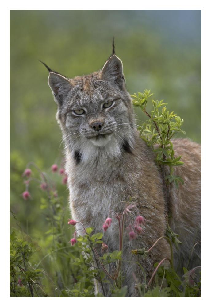 Canada Lynx Portrait, North America-Paper Art-22,,X32,,