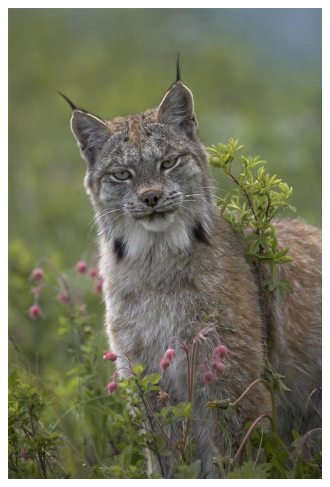 Canada Lynx Portrait, North America-Paper Art-42,,X62,,
