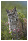 Canada Lynx Portrait, North America-Paper Art-42,,X62,,