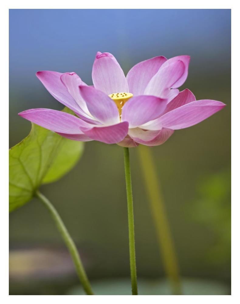 Sacred Lotus Flower, Native To Asia-Paper Art-14,,X18,,