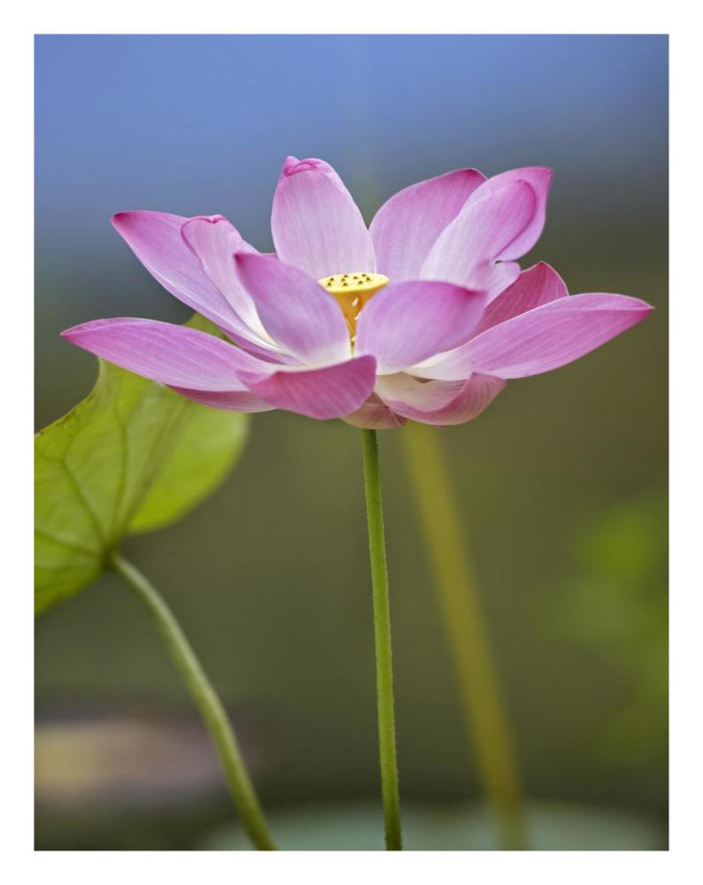 Sacred Lotus Flower, Native To Asia-Paper Art-20,,X26,,