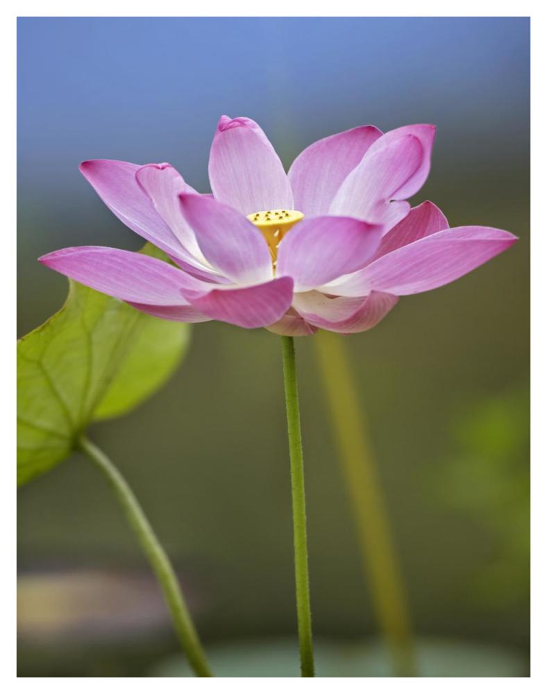 Sacred Lotus Flower, Native To Asia-Paper Art-32,,X42,,