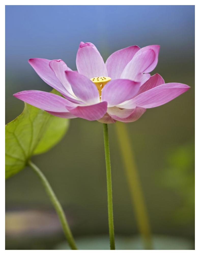 Sacred Lotus Flower, Native To Asia-Paper Art-38,,X50,,