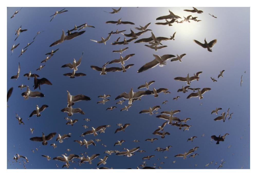 Western Gulls Flying, North America-Paper Art-38,,X26,,