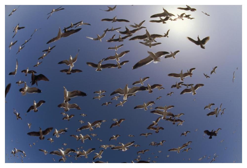 Western Gulls Flying, North America-Paper Art-50,,X34,,
