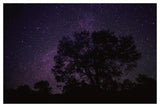 Starry Sky With Silhouetted Oak Tree-Paper Art-50,,X34,,