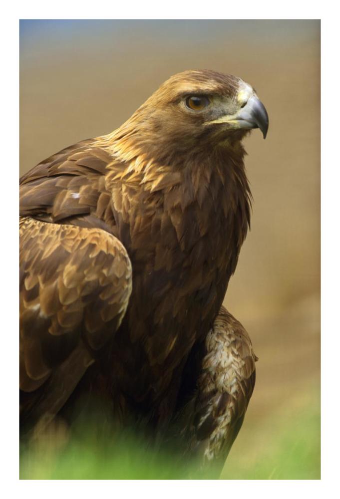 Golden Eagle Portrait, North America-Paper Art-18,,X26,,