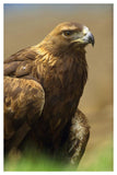 Golden Eagle Portrait, North America-Paper Art-34,,X50,,