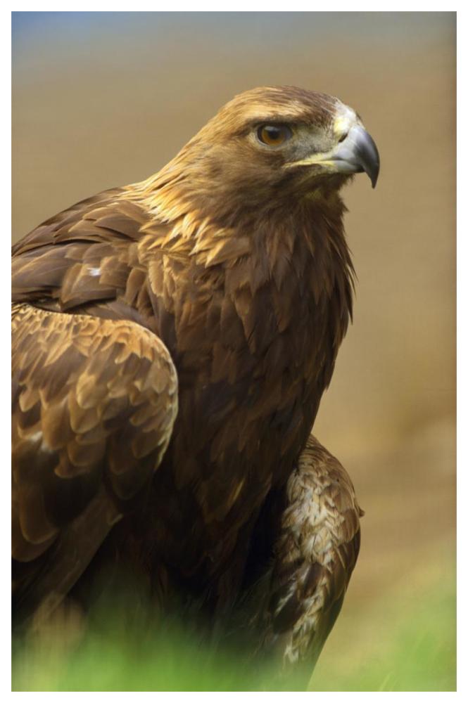 Golden Eagle Portrait, North America-Paper Art-42,,X62,,