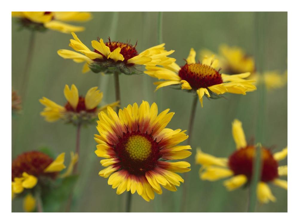 Indian Blanket Flowers North America-Paper Art-26,,X20,,