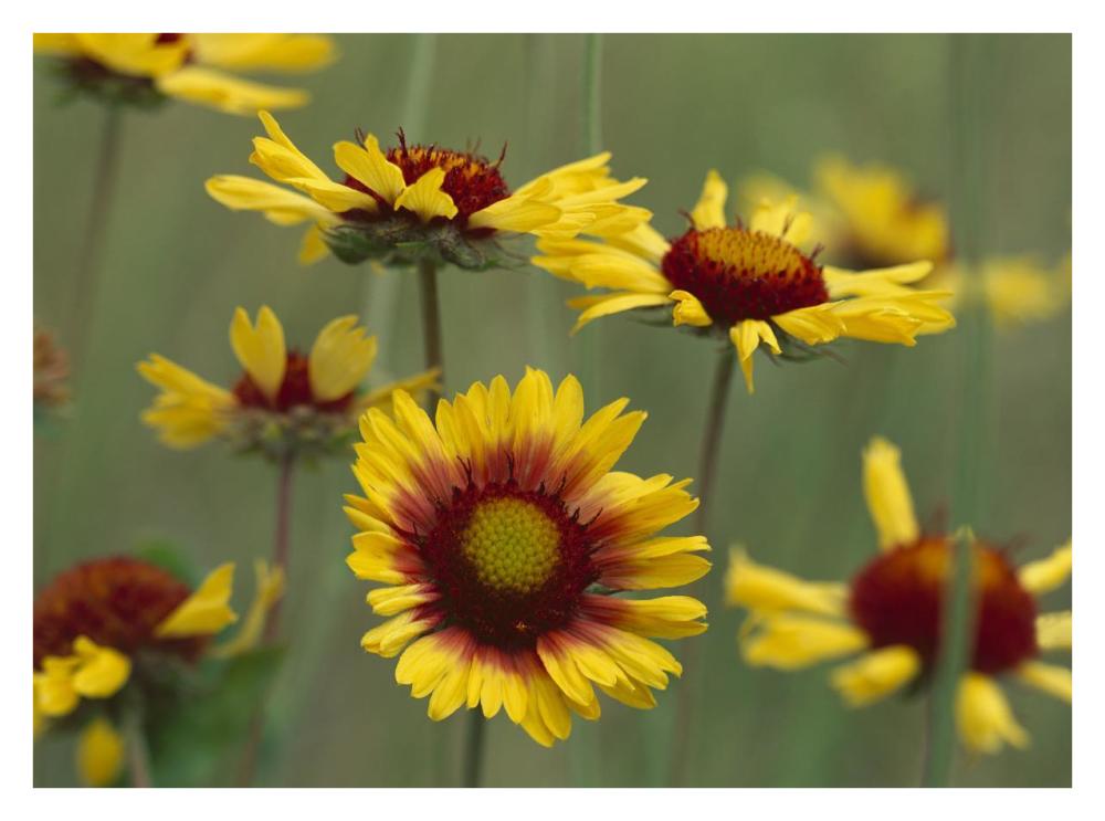 Indian Blanket Flowers North America-Paper Art-34,,X26,,