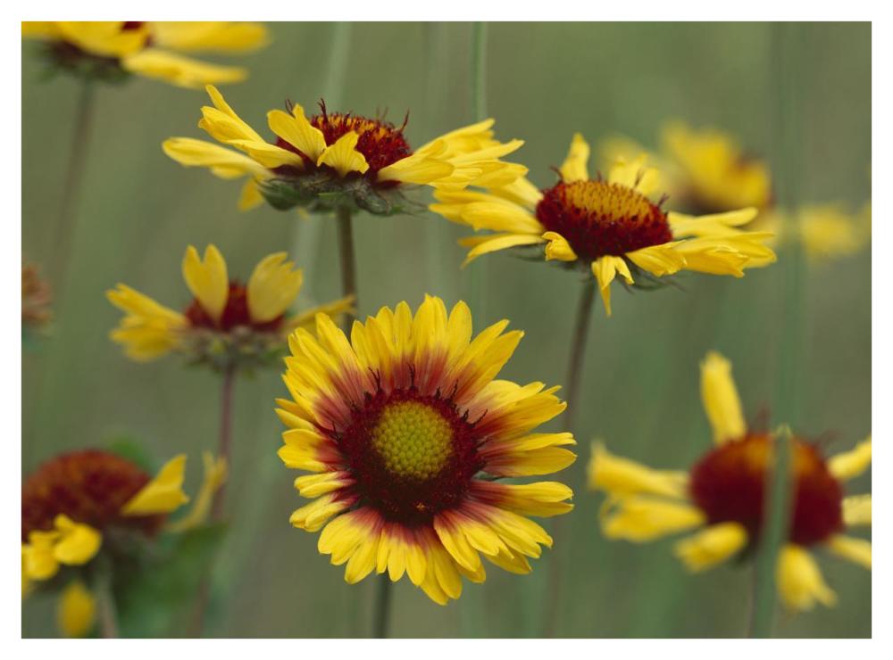 Indian Blanket Flowers North America-Paper Art-42,,X32,,