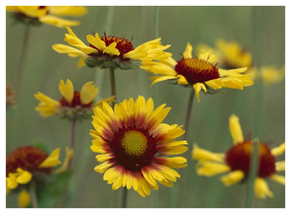 Indian Blanket Flowers North America-Paper Art-50,,X38,,
