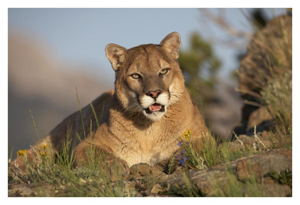 Mountain Lion Portrait, North America-Paper Art-20,,X14,,