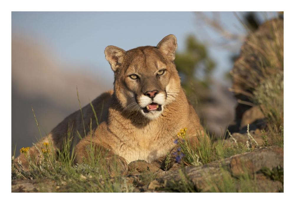 Mountain Lion Portrait, North America-Paper Art-26,,X18,,
