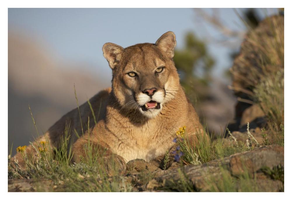 Mountain Lion Portrait, North America-Paper Art-38,,X26,,