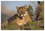 Mountain Lion Portrait, North America-Paper Art-50,,X34,,