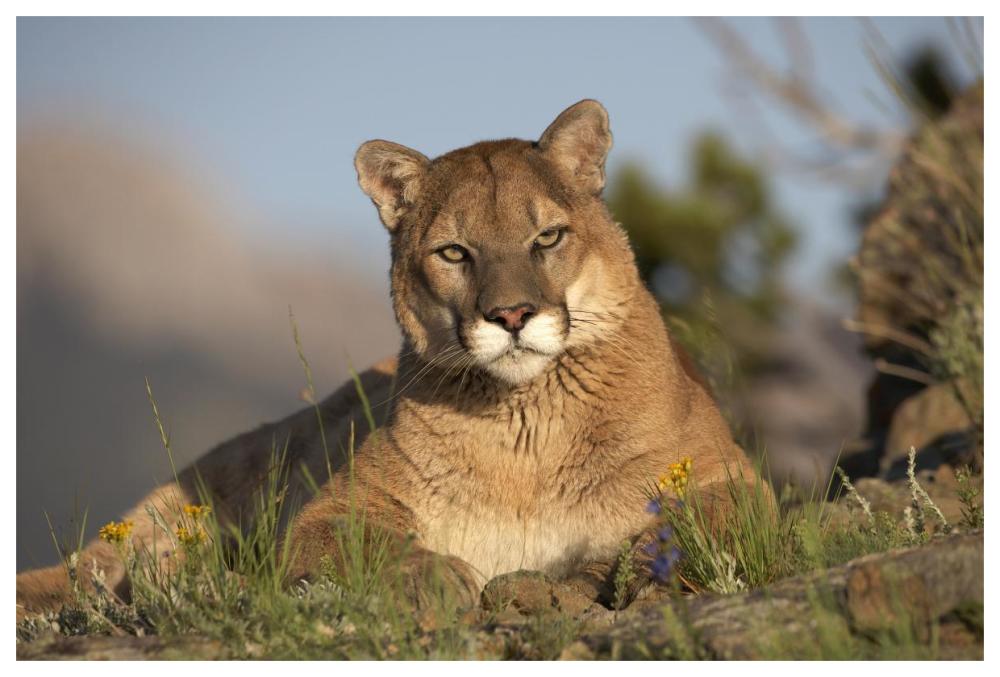 Mountain Lion Portrait, North America-Paper Art-62,,X42,,