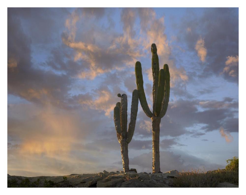 Saguaro Cacti, Cabo San Lucas, Mexico-Paper Art-34,,X26,,