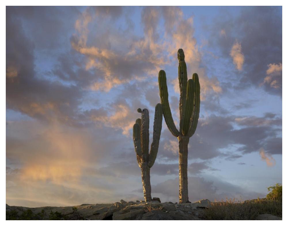 Saguaro Cacti, Cabo San Lucas, Mexico-Paper Art-50,,X38,,