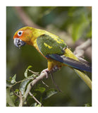Sun Parakeet, Native To South America-Paper Art-15.76,,X18,,