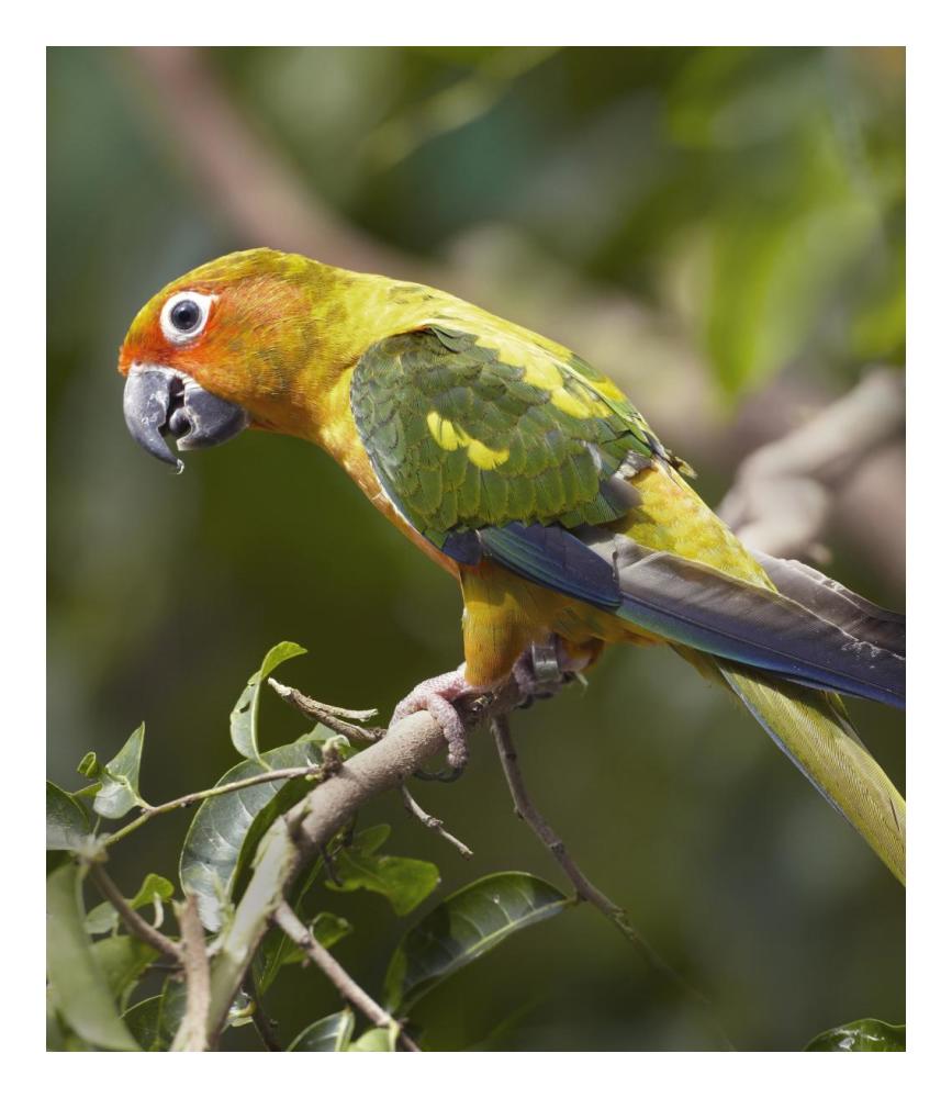 Sun Parakeet, Native To South America-Paper Art-20.92,,X24,,