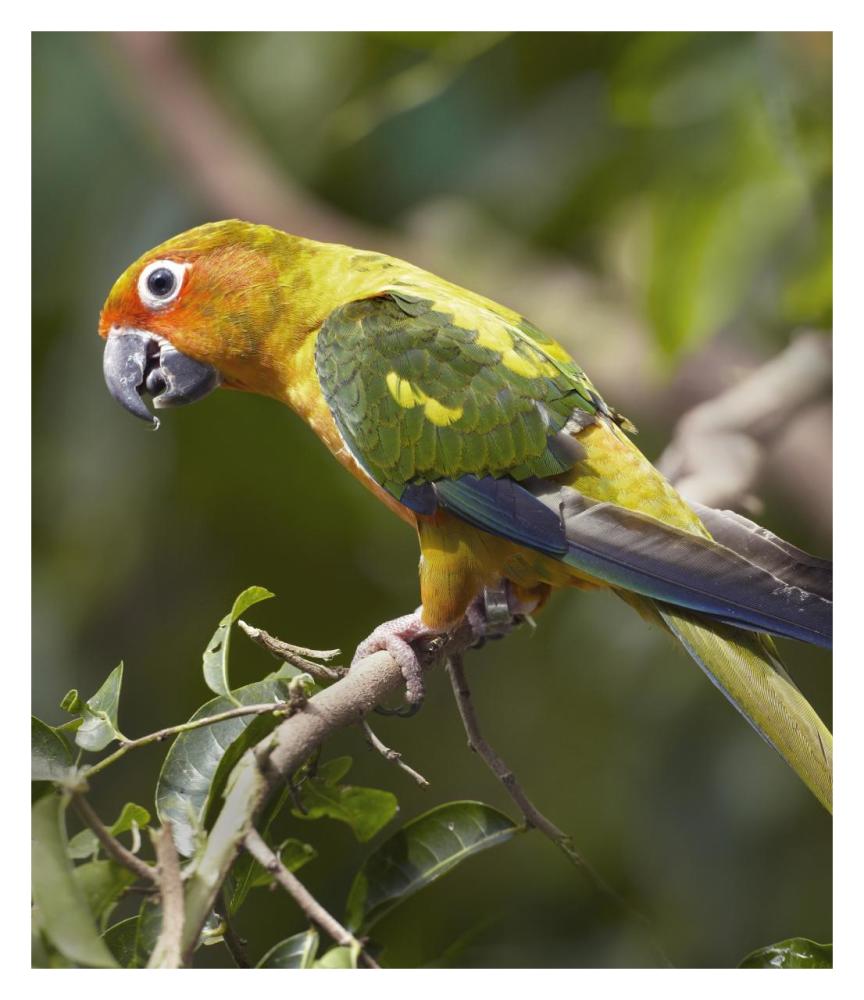 Sun Parakeet, Native To South America-Paper Art-27.8,,X32,,