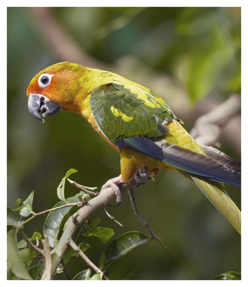 Sun Parakeet, Native To South America-Paper Art-36.4,,X42,,