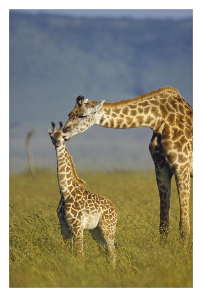 Masai Giraffe Mother And Young, Kenya-Paper Art-22,,X32,,