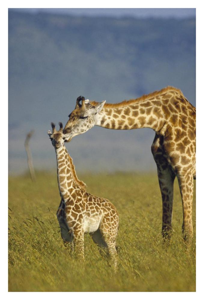 Masai Giraffe Mother And Young, Kenya-Paper Art-26,,X38,,