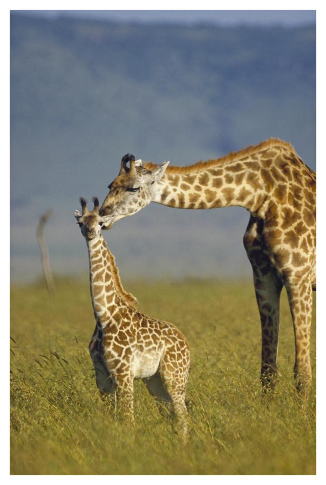 Masai Giraffe Mother And Young, Kenya-Paper Art-34,,X50,,