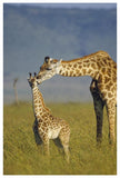 Masai Giraffe Mother And Young, Kenya-Paper Art-42,,X62,,