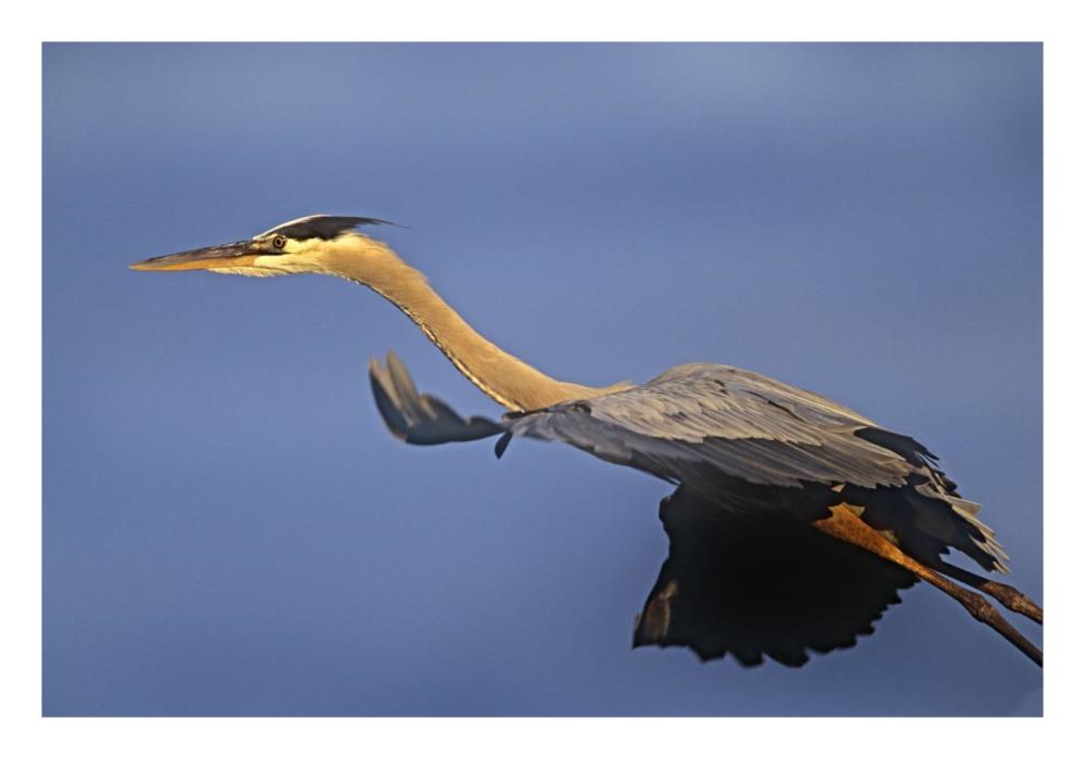 Great Blue Heron Flying, North America-Paper Art-26,,X18,,