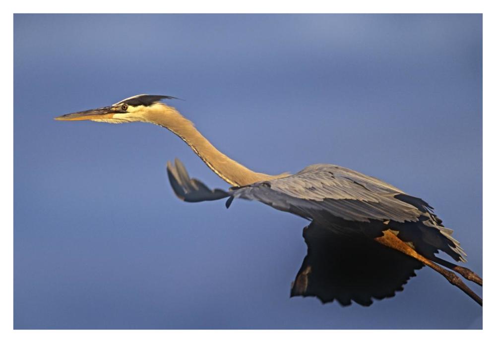 Great Blue Heron Flying, North America-Paper Art-38,,X26,,