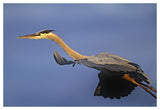 Great Blue Heron Flying, North America-Paper Art-50,,X34,,