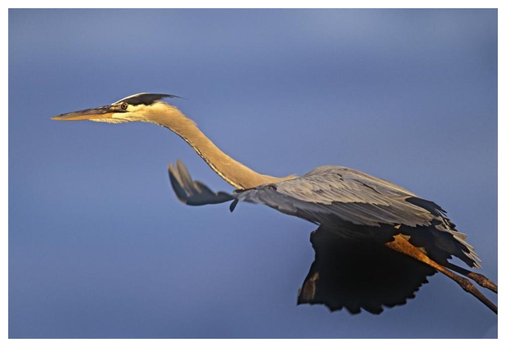 Great Blue Heron Flying, North America-Paper Art-62,,X42,,