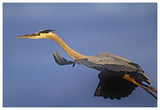 Great Blue Heron Flying, North America-Paper Art-62,,X42,,