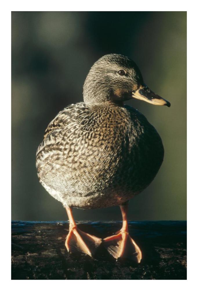 Mallard Female Portrait, North America-Paper Art-18,,X26,,