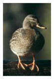 Mallard Female Portrait, North America-Paper Art-18,,X26,,