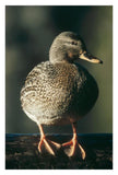 Mallard Female Portrait, North America-Paper Art-22,,X32,,
