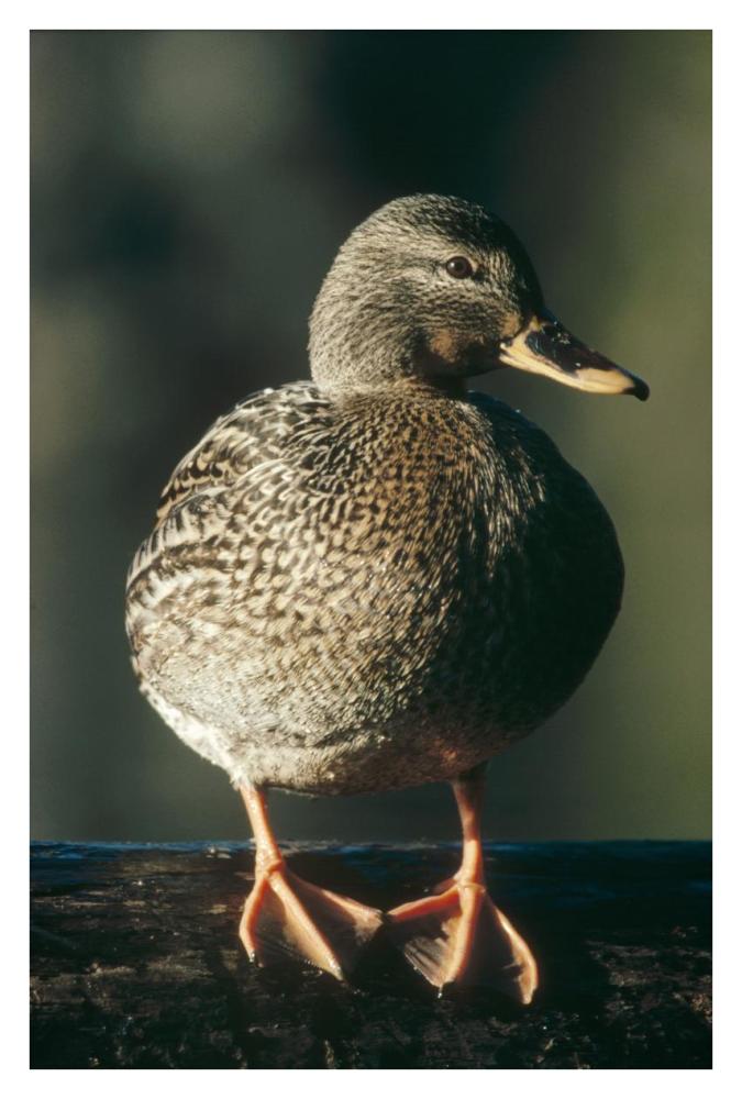 Mallard Female Portrait, North America-Paper Art-26,,X38,,