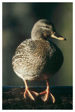 Mallard Female Portrait, North America-Paper Art-34,,X50,,