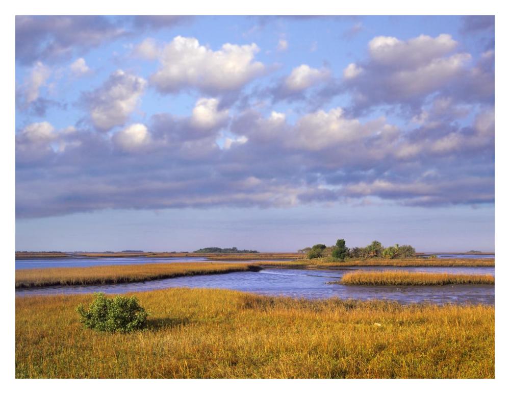 Saltwater Marshes At Cedar Key, Florida-Paper Art-34,,X26,,