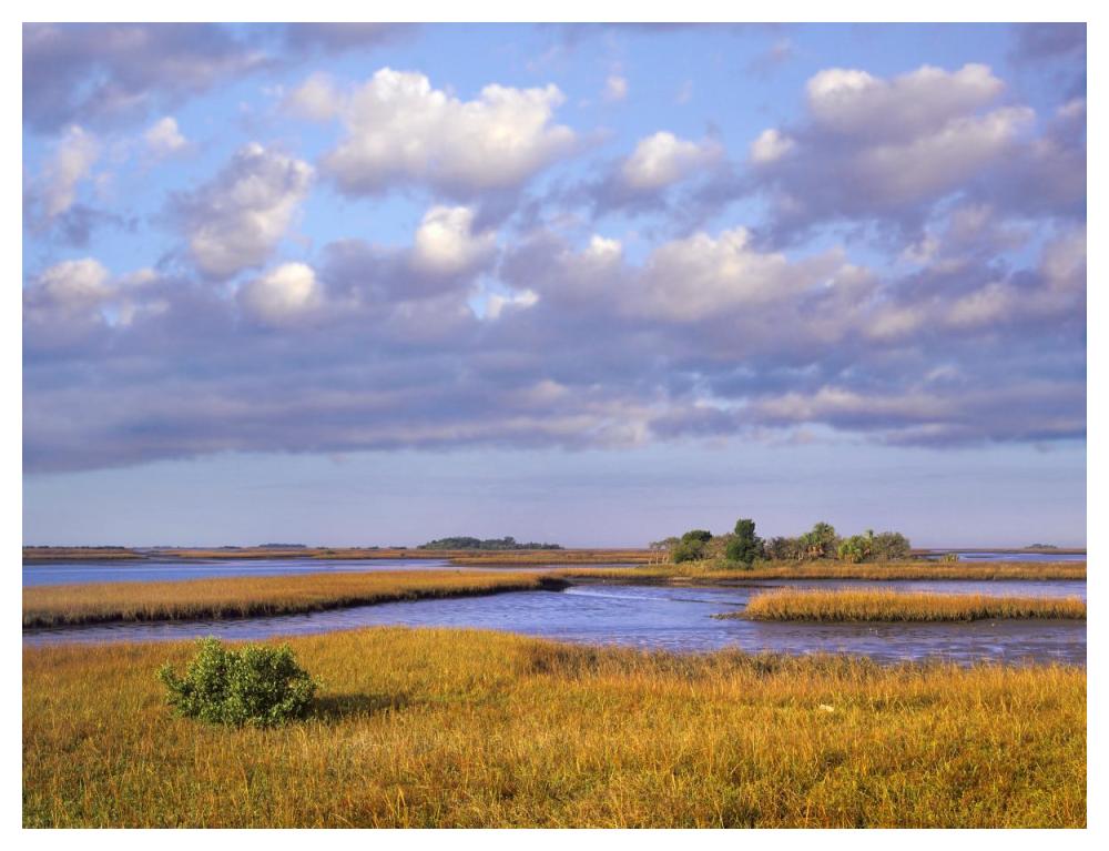 Saltwater Marshes At Cedar Key, Florida-Paper Art-50,,X38,,