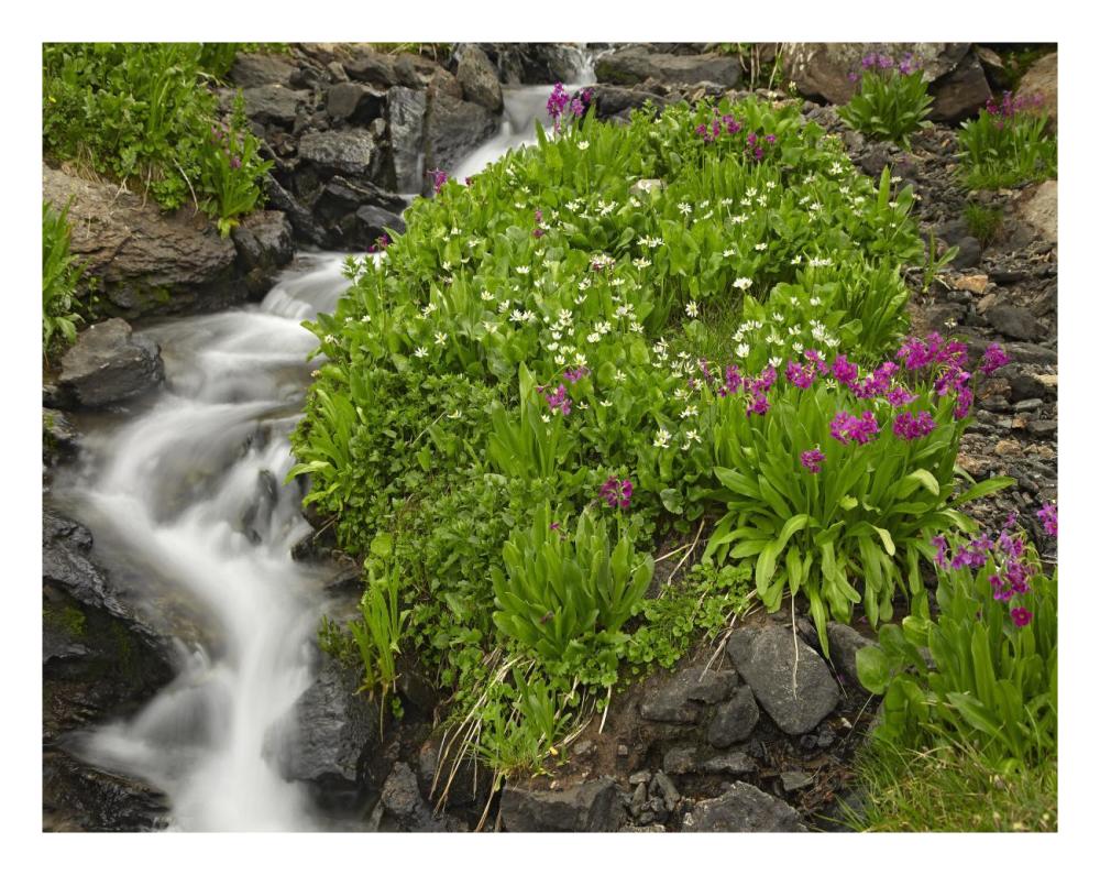 Porphyry Creek Near Silverton, Colorado-Paper Art-26,,X20,,