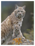 Bobcat Mother And Kitten, North America-Paper Art-32,,X42,,