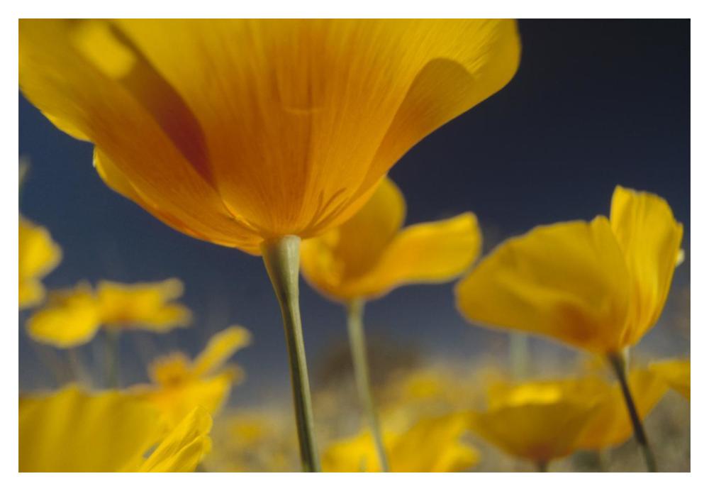 Mexican Golden Poppy Detail, New Mexico-Paper Art-20,,X14,,
