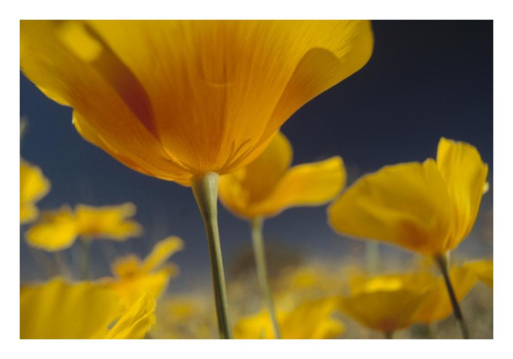 Mexican Golden Poppy Detail, New Mexico-Paper Art-26,,X18,,